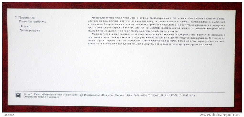 arge-eyed Feather Duster - Potamilla reniformis -  Sandworm - Nereis pelagica - 1980 - Russia USSR - unused - JH Postcards