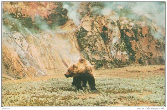 Brown Bear - Ursus arctos - animals - 1986 - Russia USSR - unused - JH Postcards