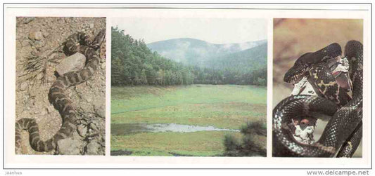 Gloydius ussuriensis pitviper - Ratsnake - Tsarskoye Lake - Sikhote-Alin Nature Reserve - 1987 - Russia USSR - unused - JH Postcards