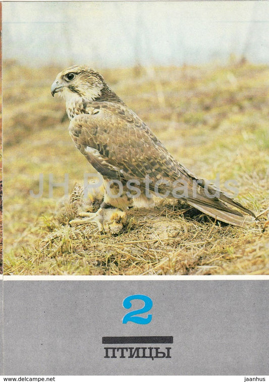 Saker falcon - Falco cherrug - birds - animals - 1989 - Russia USSR - unused - JH Postcards