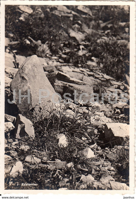 Edelweiss - flowers - 1 - old postcard - Switzerland - unused - JH Postcards