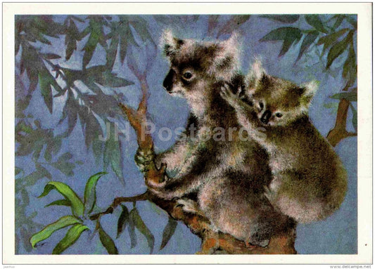 Koala Bear - Phascolarctos cinereus - illustration by A. Isakov - 1982 - Russia USSR - unused - JH Postcards
