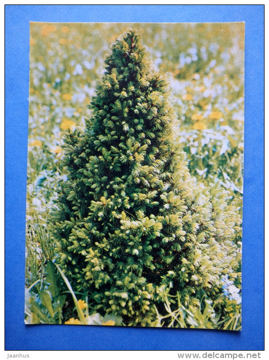Picea canadensis f. conica - spruce - trees - Botanical Garden of the USSR - 1973 - Russia USSR - JH Postcards