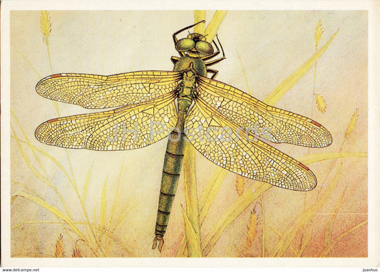 Somatochlora metallica - The Brilliant emerald - dragonfly - Insects - illustration - 1987 - Russia USSR - unused - JH Postcards