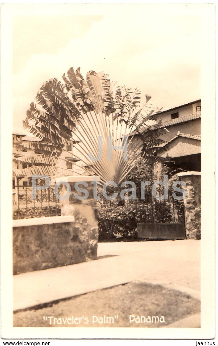 Traveler's Palm - old postcard - Panama - unused - JH Postcards