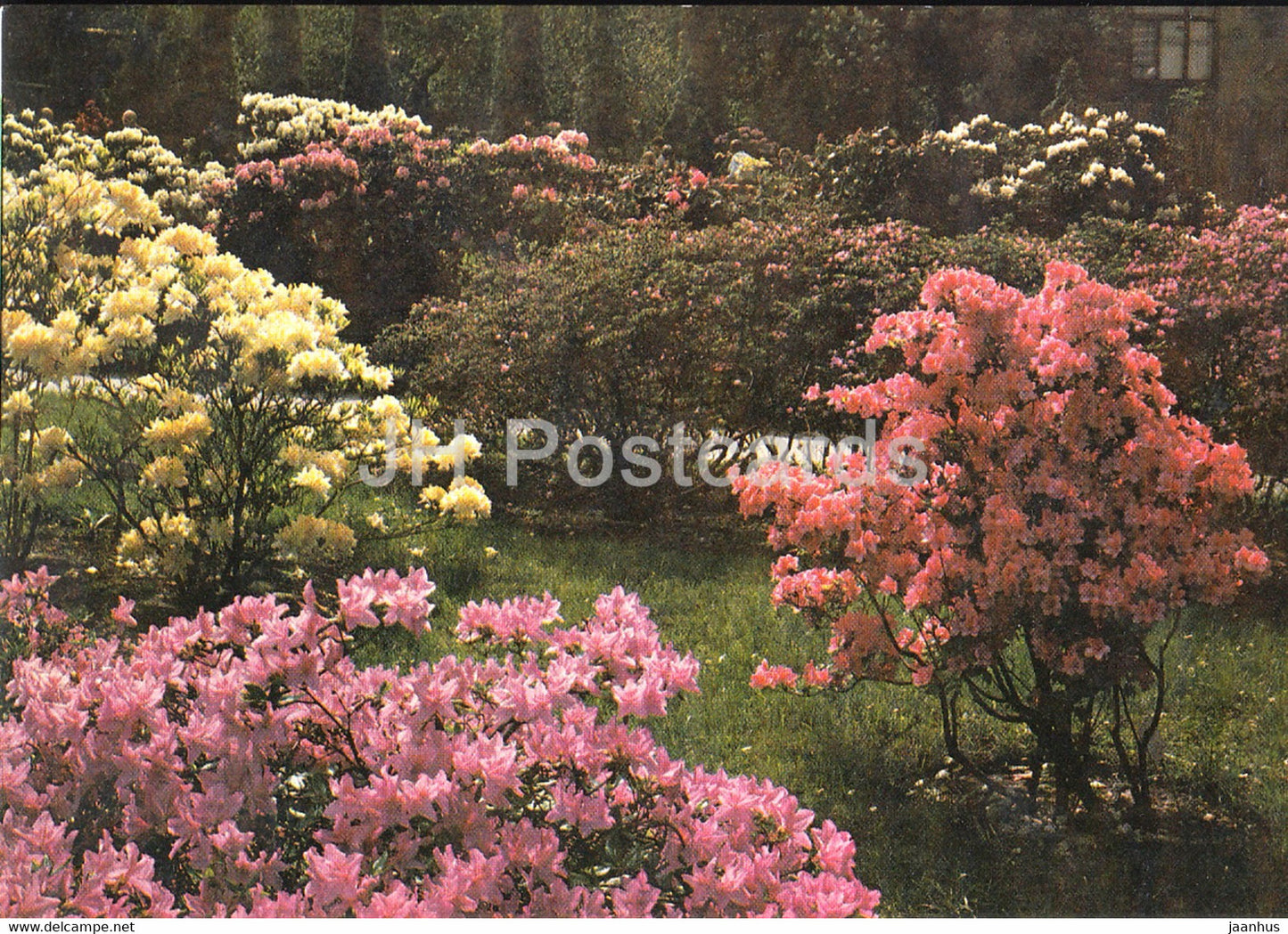 Korean Azalea - Rhododendron yedoense var. poukhanense - Czechoslovakia - unused - JH Postcards