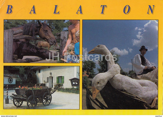 Balaton - goose - horse - carriage - multiview - 1995 - Hungary - used - JH Postcards