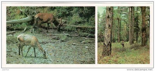 Manchurian Wapiti - Cervus canadensis xanthopygus - Sikhote-Alin Nature Reserve - 1987 - Russia USSR - unused - JH Postcards