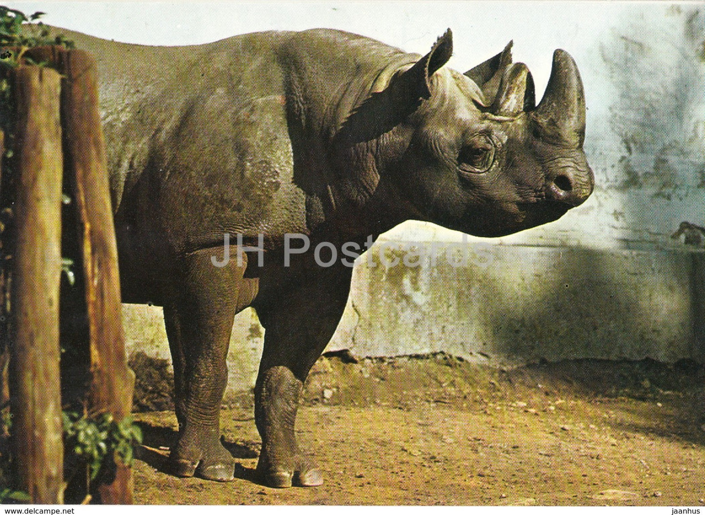 Black rhinoceros - Diceros bicornis - Zoo - Czechoslovakia - Czech Republic - unused - JH Postcards