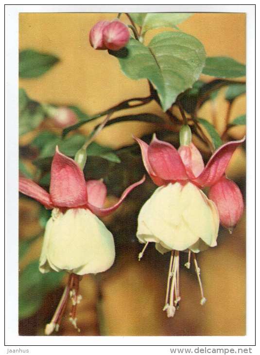 Fuchsia - Fuchsia hybrida - houseplants - flowers - 1983 - Russia USSR - unused - JH Postcards