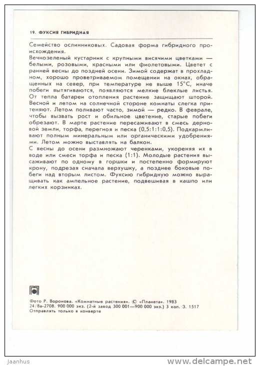 Fuchsia - Fuchsia hybrida - houseplants - flowers - 1983 - Russia USSR - unused - JH Postcards