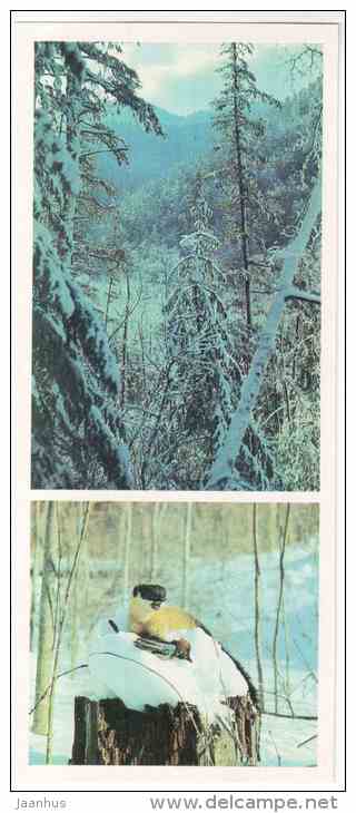 Yellow-throated marten - Martes flavigula - Sikhote-Alin Nature Reserve - 1987 - Russia USSR - unused - JH Postcards