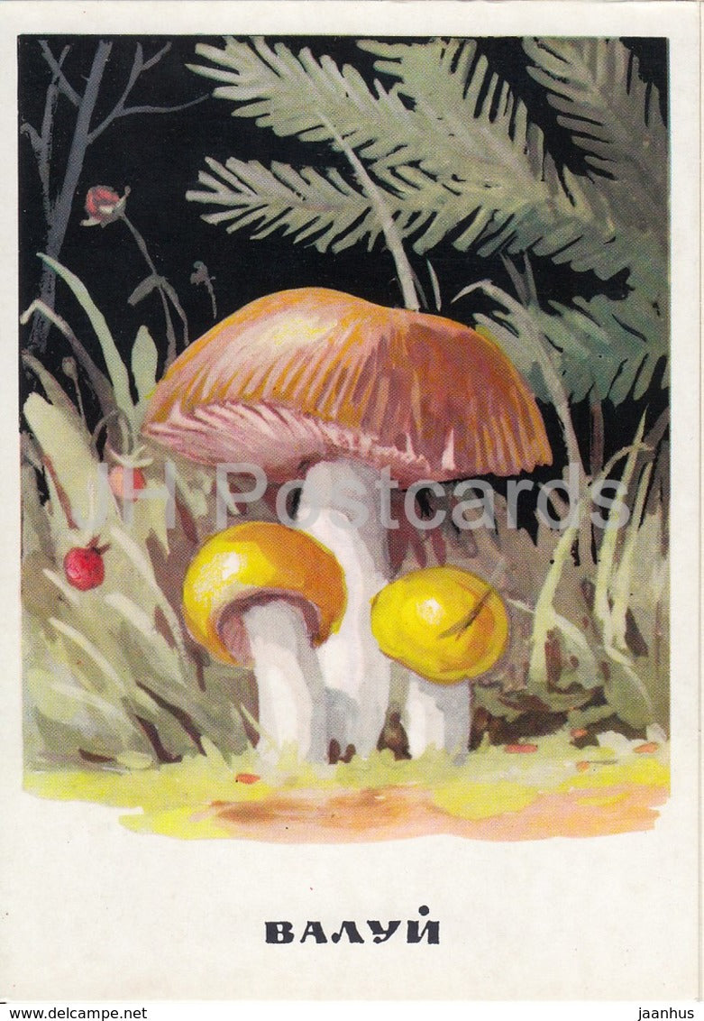 Russula foetens - Russula foetens - mushrooms - illustration - 1971 - Russia USSR - unused - JH Postcards