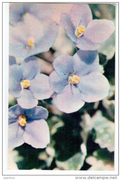 African violet - Saintpaulia hybrida - Decorative House Plants - flowers - 1974 - Russia USSR - unused - JH Postcards