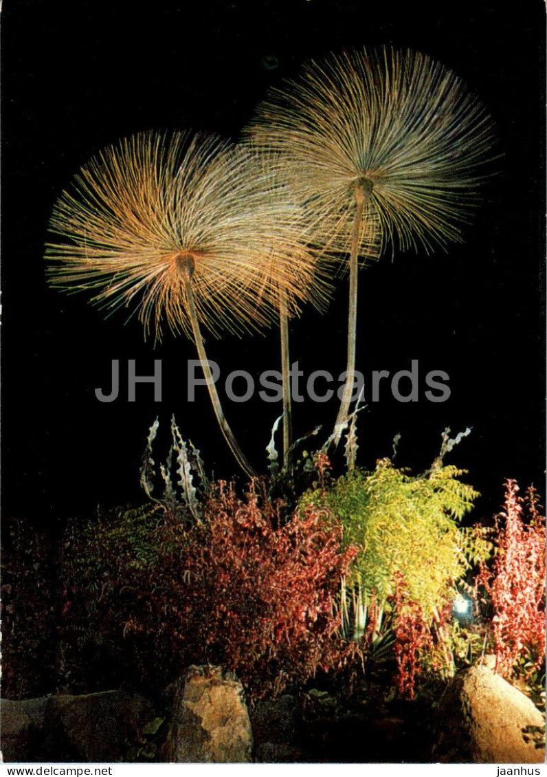 Jeddah - Cactus Flowers - art - 181 - Saudi Arabia - unused - JH Postcards
