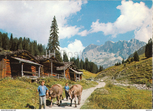 Am Weg St Antonien Partnun - Blick gegen Partnun und die Scheienflue - cow - Switzerland - unused - JH Postcards