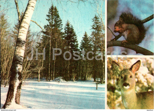 Red squirrel - Sciurus vulgaris - Roe deer - Capreolus capreolus - animals - 1977 - Estonia USSR - unused - JH Postcards