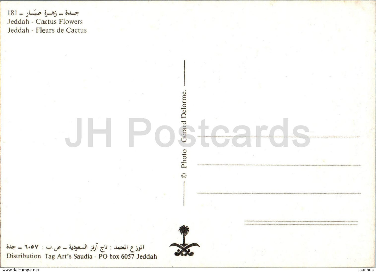 Djeddah - Fleurs de cactus - art - 181 - Arabie Saoudite - inutilisé 