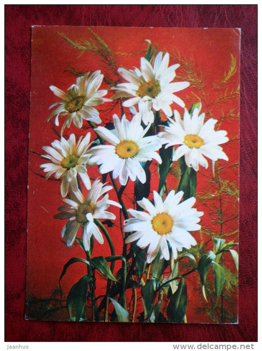 Birthday Greeting Card - daisies - flowers - 1981 - Russia - USSR - unused - JH Postcards