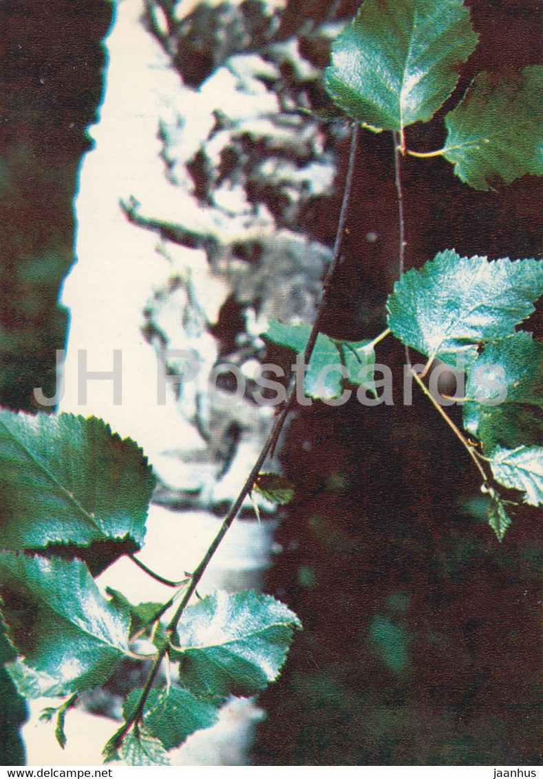 Silver birch - Betula pendula - Medicinal Plants - 1980 - Russia USSR - unused - JH Postcards