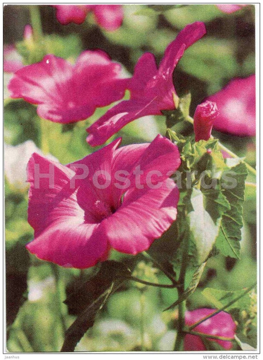 Pink Beauty - Lavatera trimestris - flowers - 1970 - Estonia USSR - unused - JH Postcards