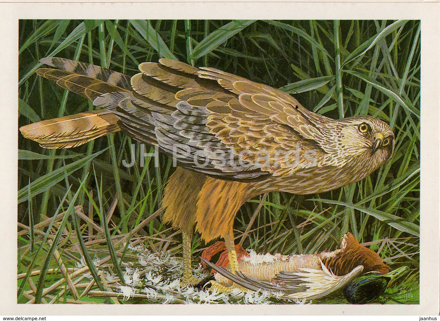 Western marsh harrier - Circus aeruginosus - birds - 1987 - Russia USSR - unused