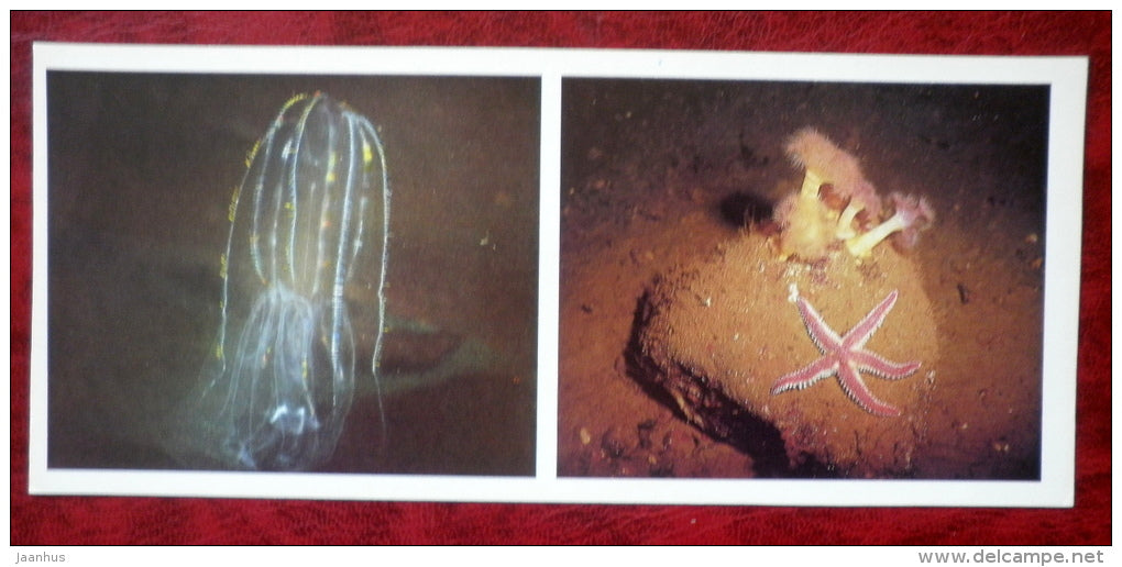 A Comb Jelly - Bolinopsis infundibulum - Brown Sea Anemone - Metridium senile - starfish - 1980 - Russia USSR - unused - JH Postcards