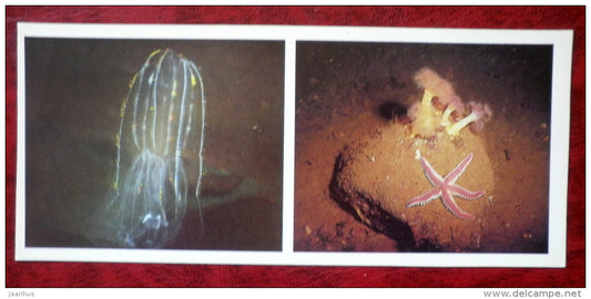 A Comb Jelly - Bolinopsis infundibulum - Brown Sea Anemone - Metridium senile - starfish - 1980 - Russia USSR - unused - JH Postcards