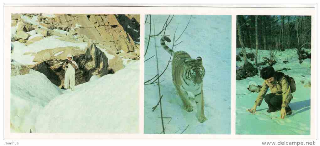Siberian Tiger - Panthera tigris altaica - Sikhote-Alin Nature Reserve - 1987 - Russia USSR - unused - JH Postcards