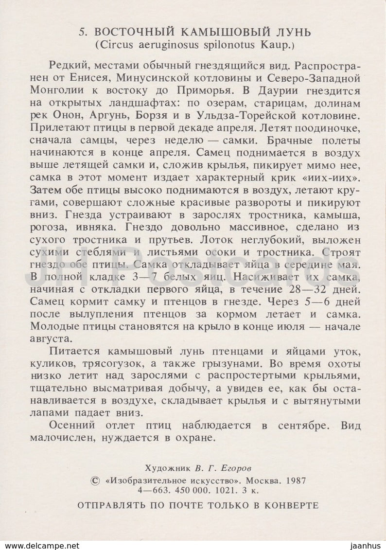Rohrweihe - Circus aeruginosus - Vögel - 1987 - Russland UdSSR - unbenutzt