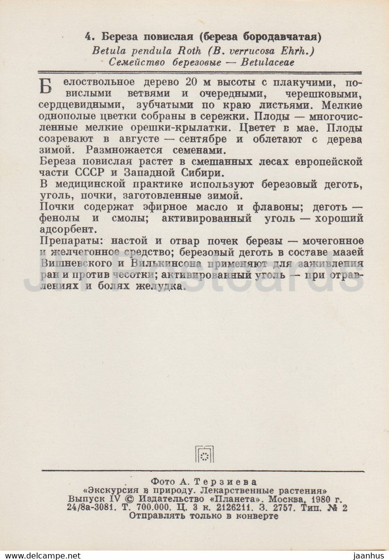 Hängebirke - Betula pendula - Heilpflanzen - 1980 - Russland UdSSR - unbenutzt