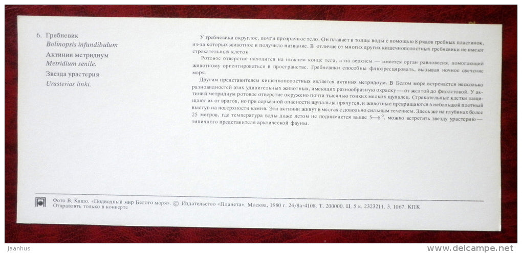 A Comb Jelly - Bolinopsis infundibulum - Brown Sea Anemone - Metridium senile - starfish - 1980 - Russia USSR - unused - JH Postcards