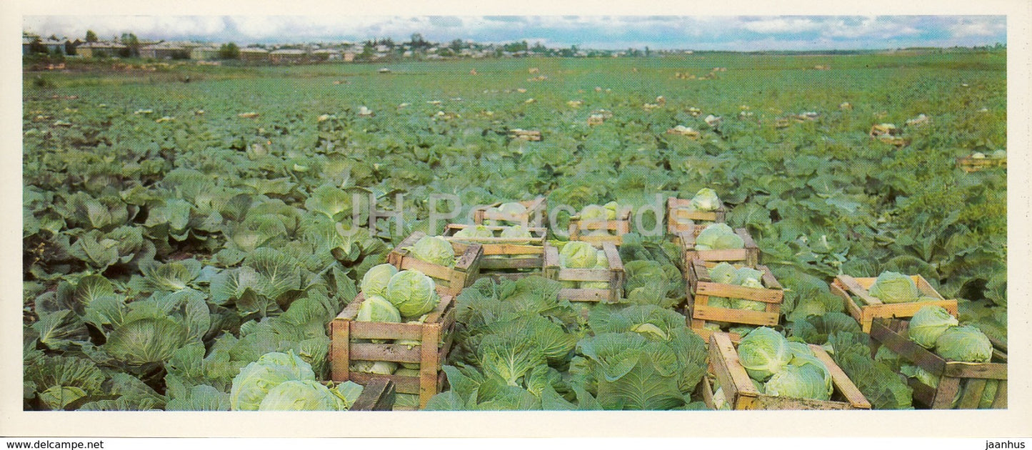 Sovkhoz Syktyvkarsky cabbage fields - Komi Republic - 1984 - Russia USSR - unused - JH Postcards