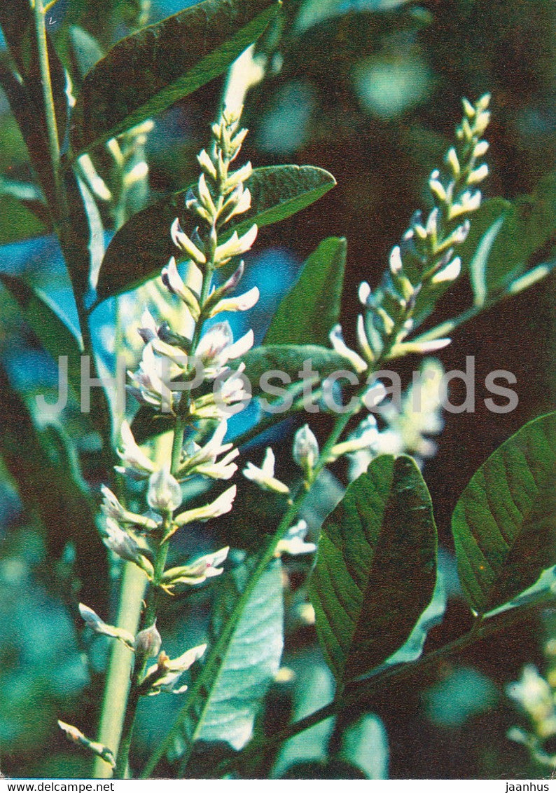 Liquorice - Glycyrrhiza glabra - Medicinal Plants - 1980 - Russia USSR - unused - JH Postcards