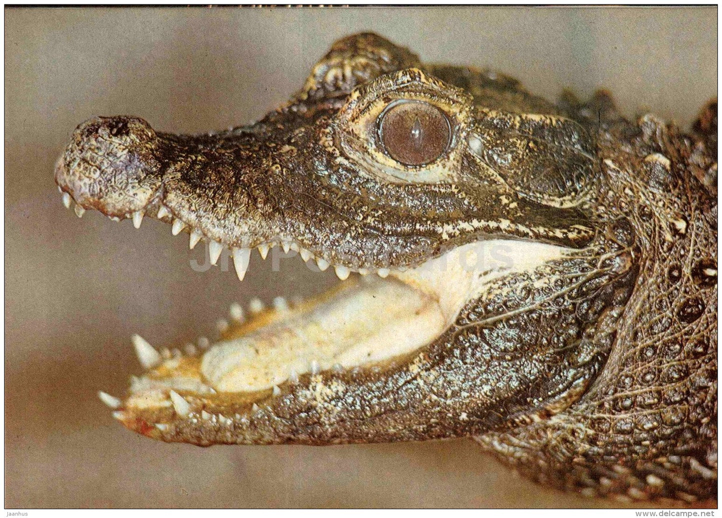 Dwarf crocodile - Osteolaemus tetraspis - large format card - Tallinn Zoo 50 - 1989 - Estonia USSR - unused - JH Postcards