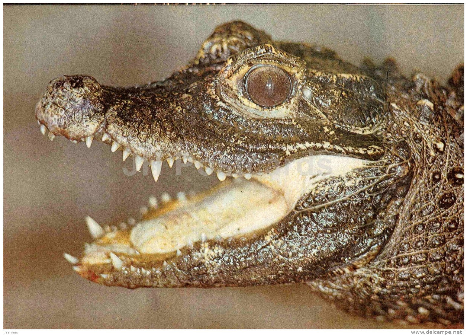 Dwarf crocodile - Osteolaemus tetraspis - large format card - Tallinn Zoo 50 - 1989 - Estonia USSR - unused - JH Postcards