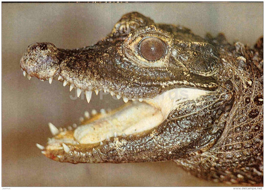 Dwarf crocodile - Osteolaemus tetraspis - large format card - Tallinn Zoo 50 - 1989 - Estonia USSR - unused - JH Postcards