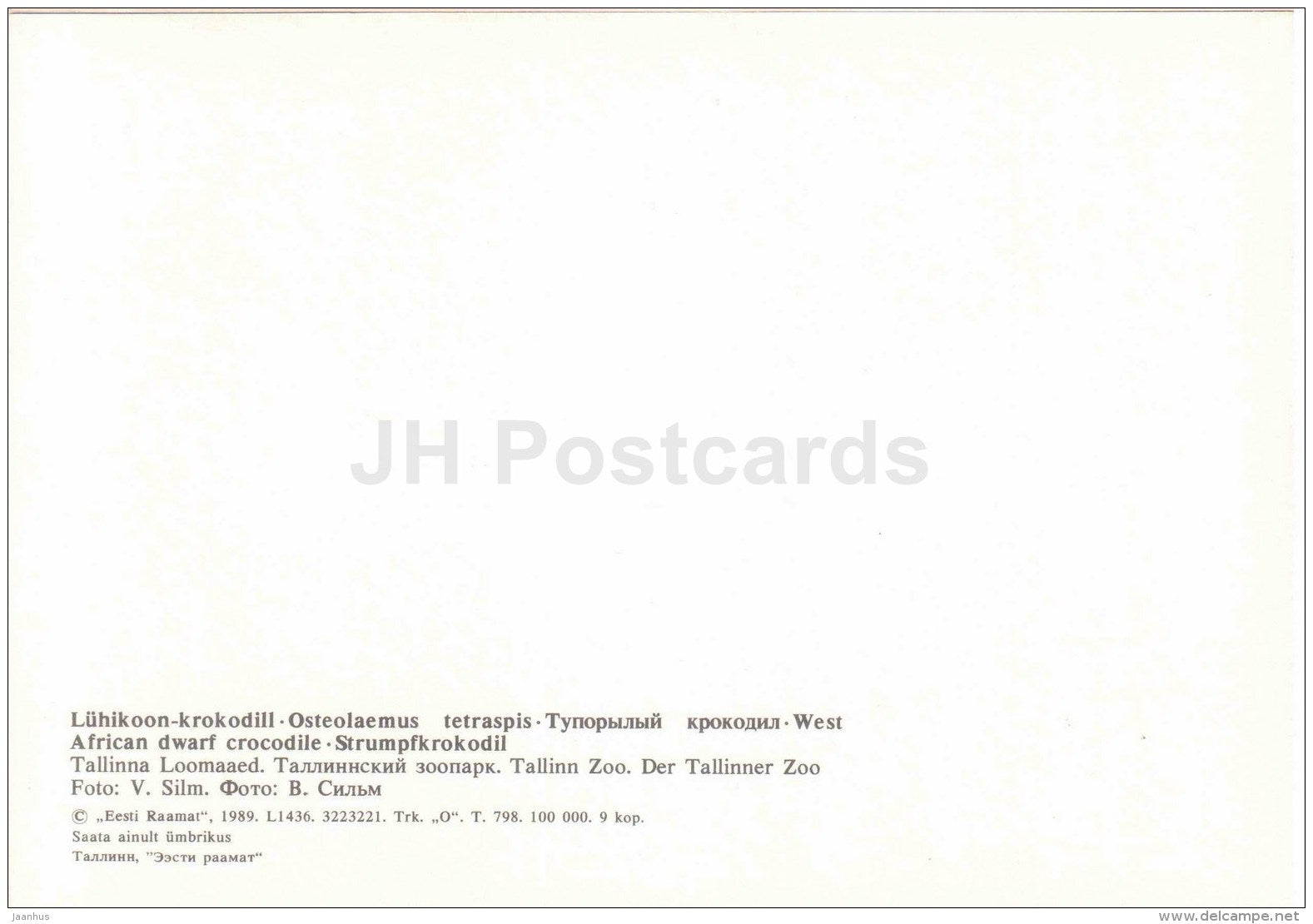 Dwarf crocodile - Osteolaemus tetraspis - large format card - Tallinn Zoo 50 - 1989 - Estonia USSR - unused - JH Postcards