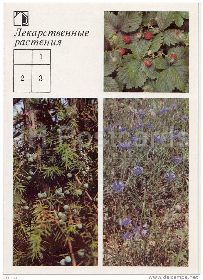 Wild strawberry - Common Juniper - Cornflower - Medicinal Plants - Herbs - 1988 - Russia USSR - unused - JH Postcards