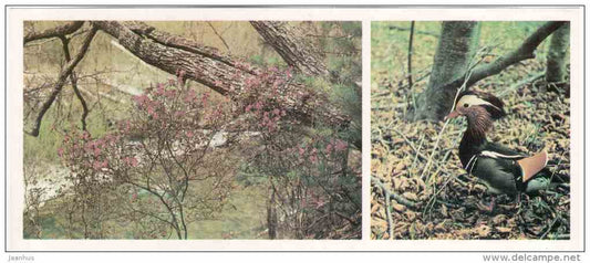 Mandarin Duck - Aix galericulata - Sikhote-Alin Nature Reserve - 1987 - Russia USSR - unused - JH Postcards