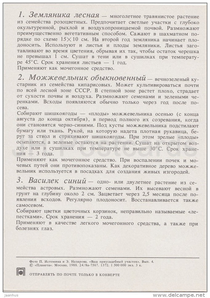 Wild strawberry - Common Juniper - Cornflower - Medicinal Plants - Herbs - 1988 - Russia USSR - unused - JH Postcards