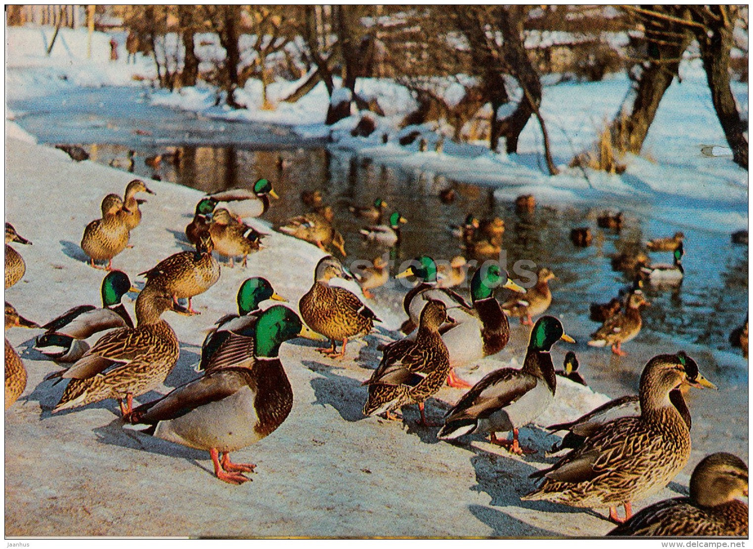 New Year Greeting Card - duck - birds - 1984 - Estonia USSR - used - JH Postcards