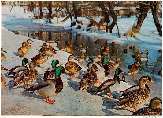 New Year Greeting Card - duck - birds - 1984 - Estonia USSR - used - JH Postcards