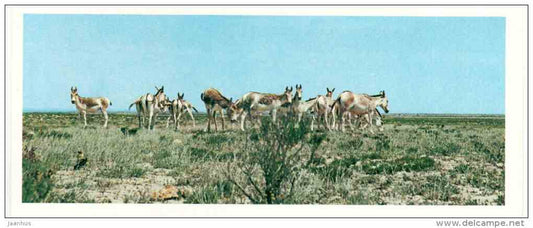 Turkmenian kulan - Equus hemionus kulan - Badhyz State Nature Reserve - 1981 - Turkmenistan USSR - unused - JH Postcards