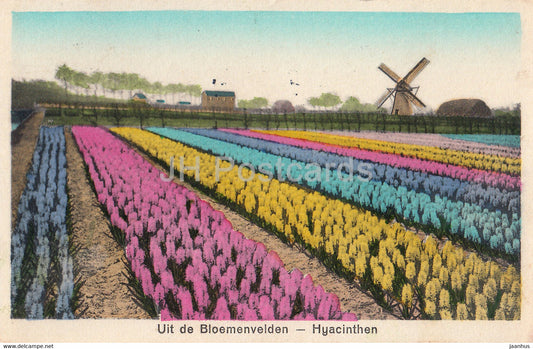 Uit de Bloemenvelden - Hyacinthen - flowers field - windmill - old postcard - 1931 - Netherlands - used - JH Postcards