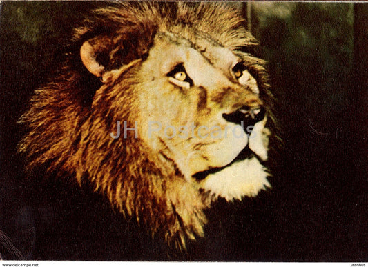 Lion - Panthera Leo -1 - Riga Zoo - old postcard - Latvia USSR - unused - JH Postcards