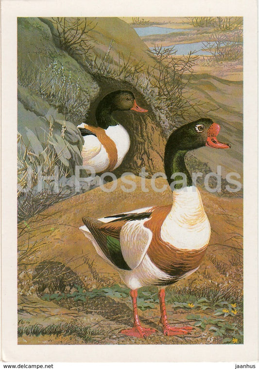 Common shelduck - Tadorna tadorna - birds - 1987 - Russia USSR - unused
