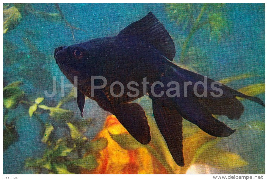 Black Telescope - Aquarium Fish - Russia USSR - 1971 - unused - JH Postcards