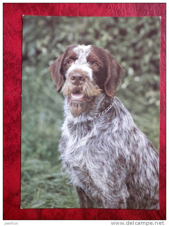 Cesky Fousek - dogs - Czechoslovakia - unused - JH Postcards