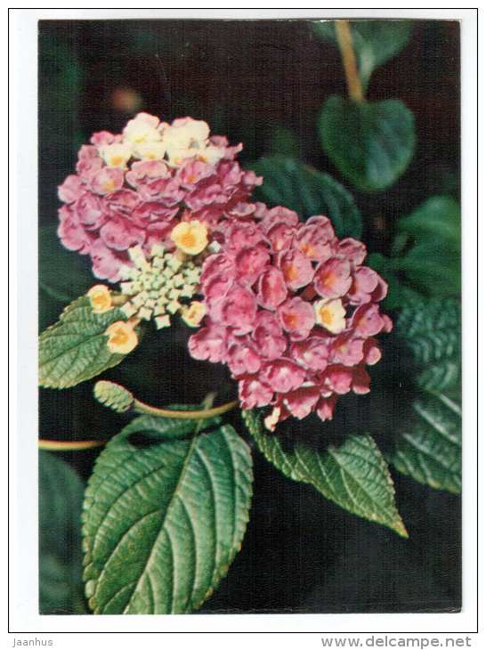 Big Sage - Lantana camara - houseplants - flowers - 1983 - Russia USSR - unused - JH Postcards
